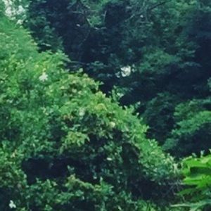 Meet your Posher, Nelly